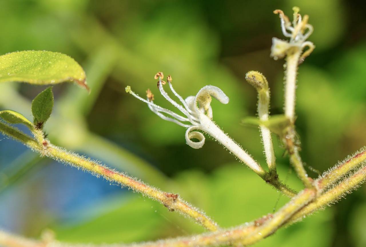 The Wild Seeds Chauvigny Esterno foto